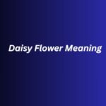 Daisy Flower Meaning