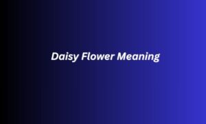 Daisy Flower Meaning
