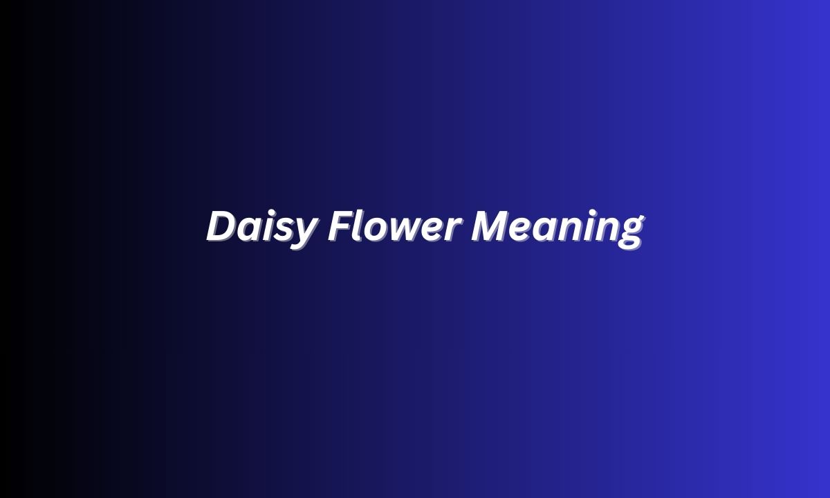 Daisy Flower Meaning